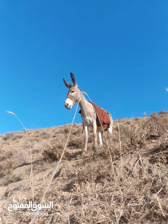 جحشه غنم عمرها سنتين ونص ومعاها جحشه عمرها 25 يوم