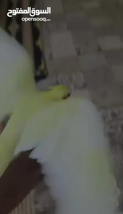 عصفورين كوكتيل لاتينيو عين حمرا