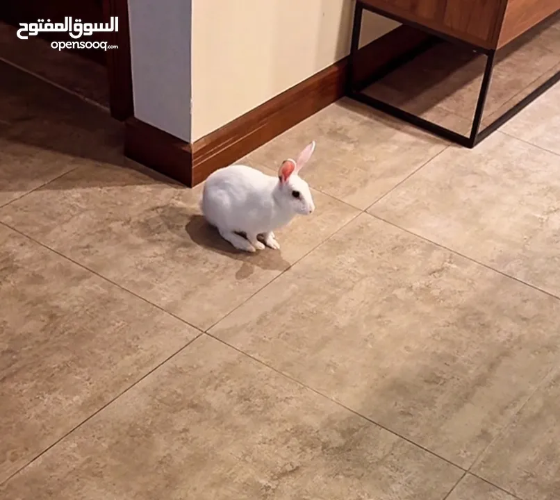 Selling a Dwarf Rex Mix Rabbit