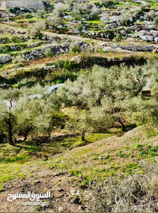 ارض على طريق بلعا دير الغصون قبل مفرق اكتابا