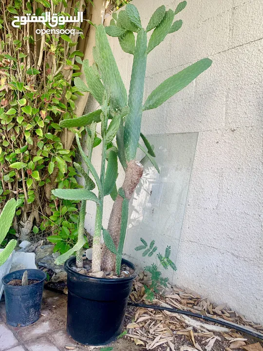 Cactus plant-Opontia Plant and Aloe vera