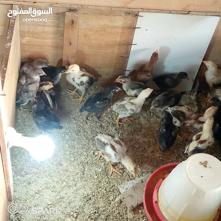 صوص باكستاني