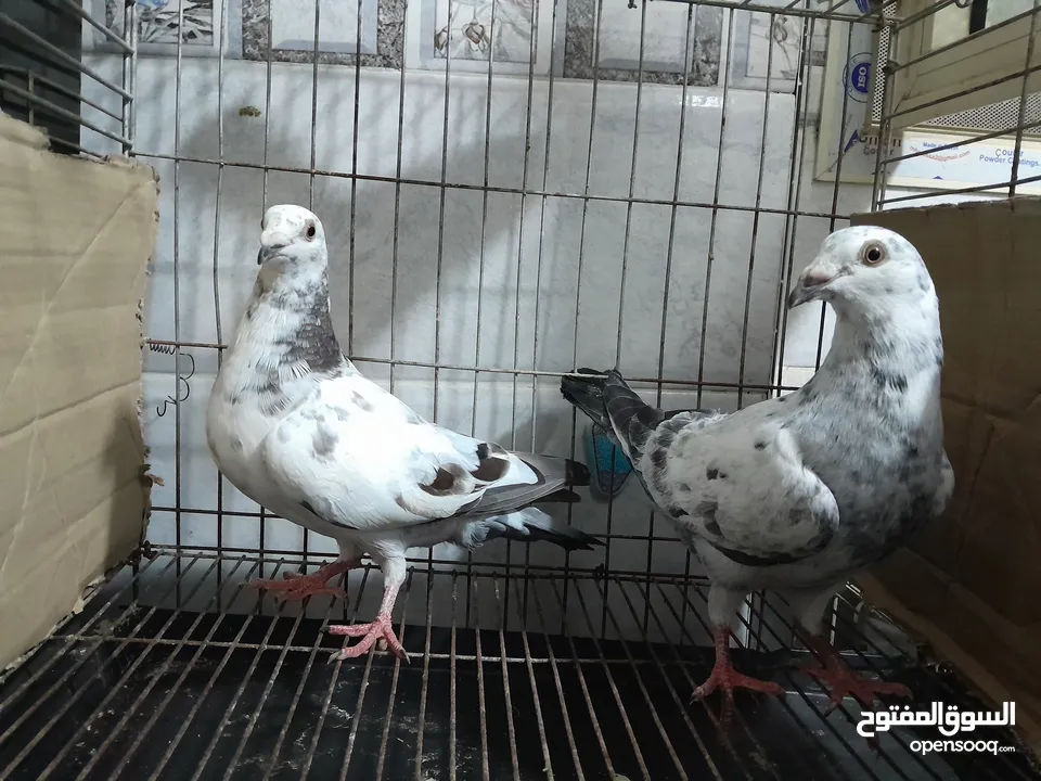 قصيين كرزلى القص زغلولين كشك بنيدى  شابةهزاز  دكر زايف بكستانى
