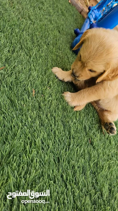 8 weeks old female cute golden retriever