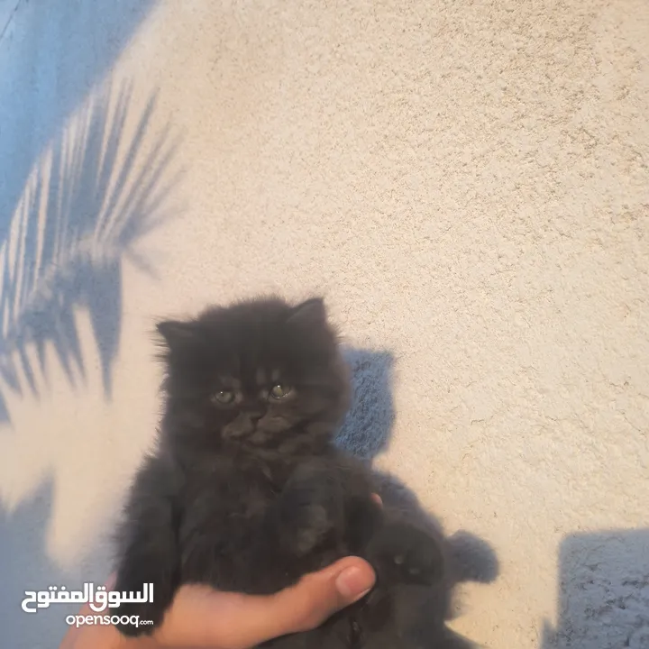 قطط اناث  شانشلا العمر 45 يوم عنواني ابو الخصيب حمدان سعر التك 75