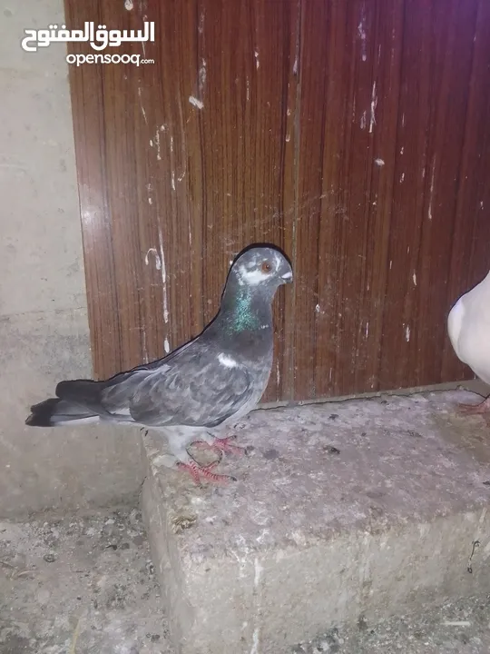 ثلث طواير للبيع