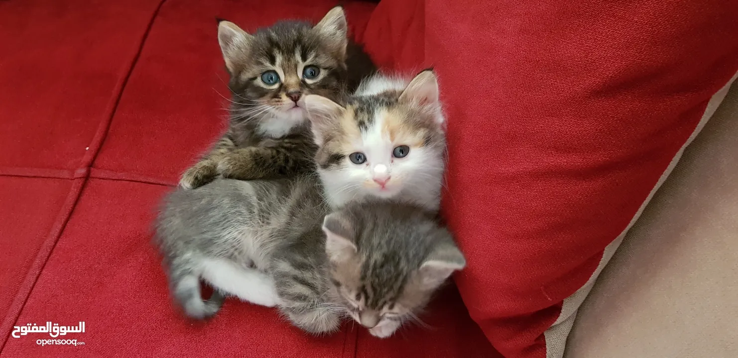 اربع قطط للتبني