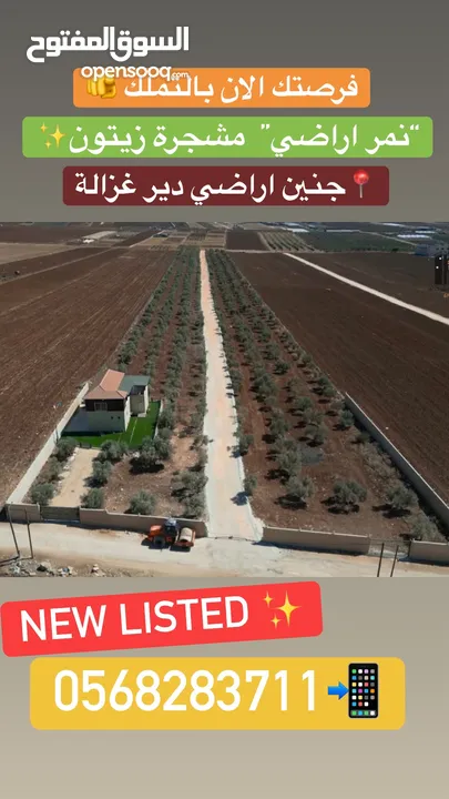 نمر_أراضي_زيتون  مثمرة ومعمّرة في أرقى مواقع دير غزالة  جنين
