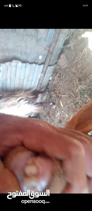 تيس كفاله هداد ولحم ماشاءالله تبارك وثنيه ثلاث حبات حليب ولحم
