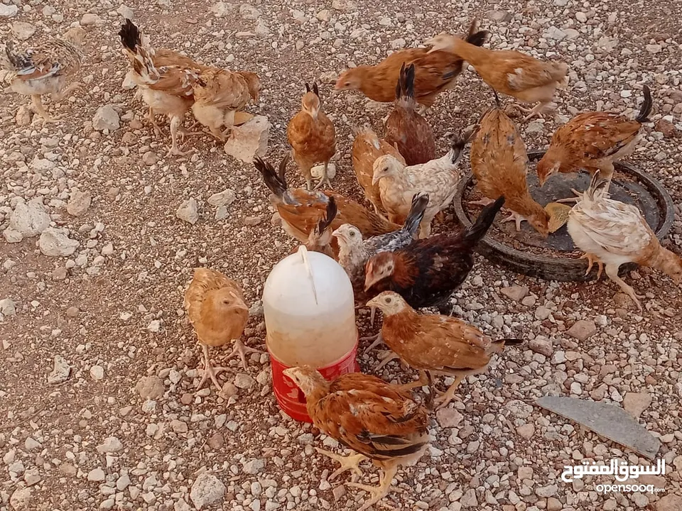 صوص بلدي للبيع