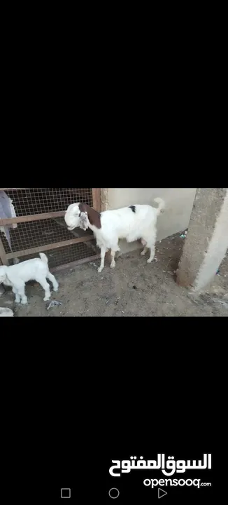 عنز وراها سخله بيضا برصا مميزه