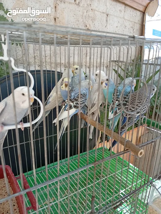 10 طيور حب طفرات جميله ونادرة  تبارك الله