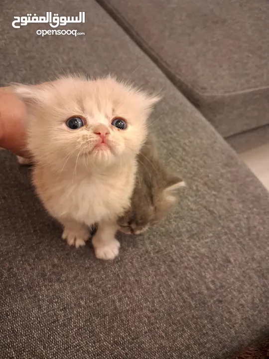 قطط هملايا صغيره شهرين للبيع 25 دينار واحده