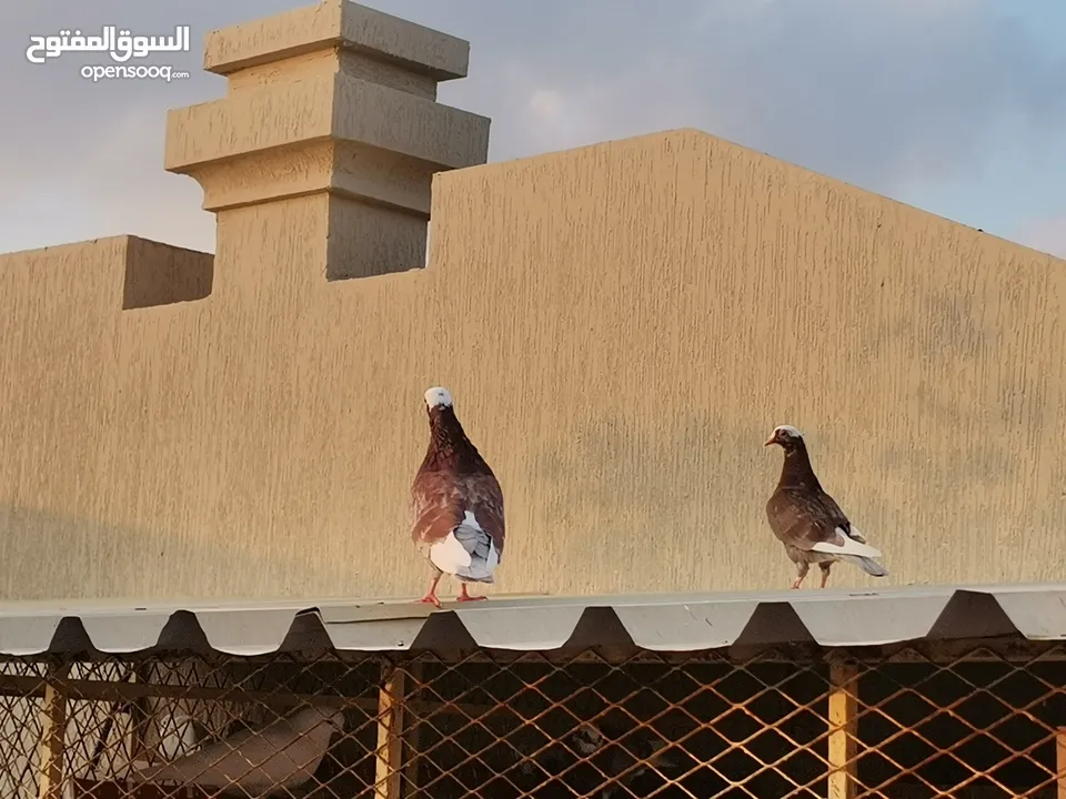 Special price for 40 pigeons all 600 AED