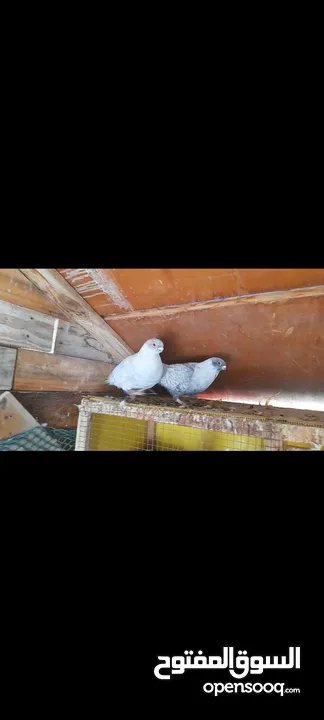 متاح جوز قراقطه وجوز مغبير للبيع
