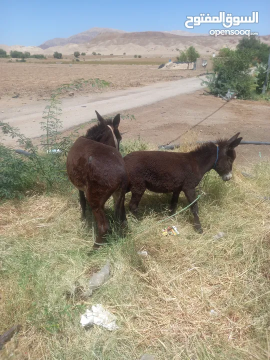حماره مع بنتها للبيع