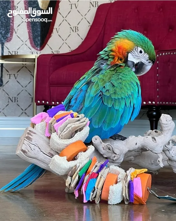 lovely Parrots