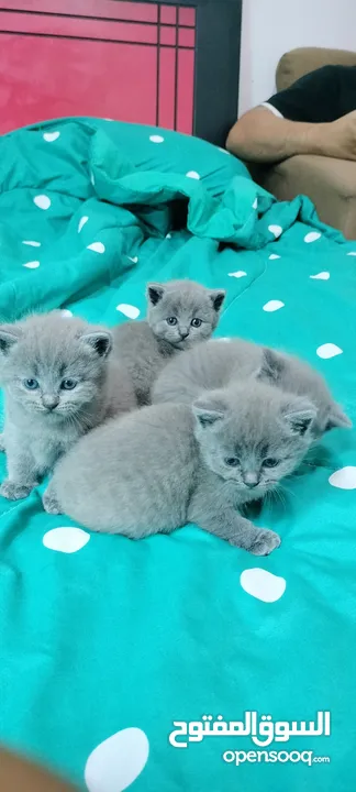 Scottish Fold new born kitten for Adoption