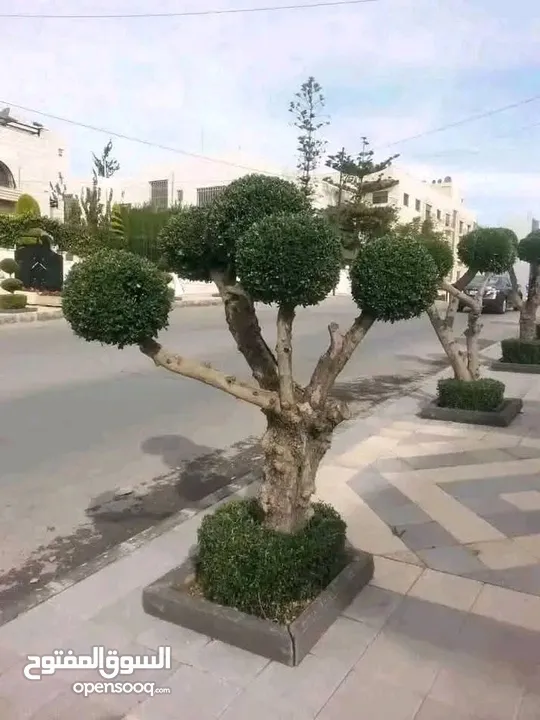 يتوفر جميع أنواع الاشجار  حمضيات لوزيات شجر زينه نسعد بخدمتكم