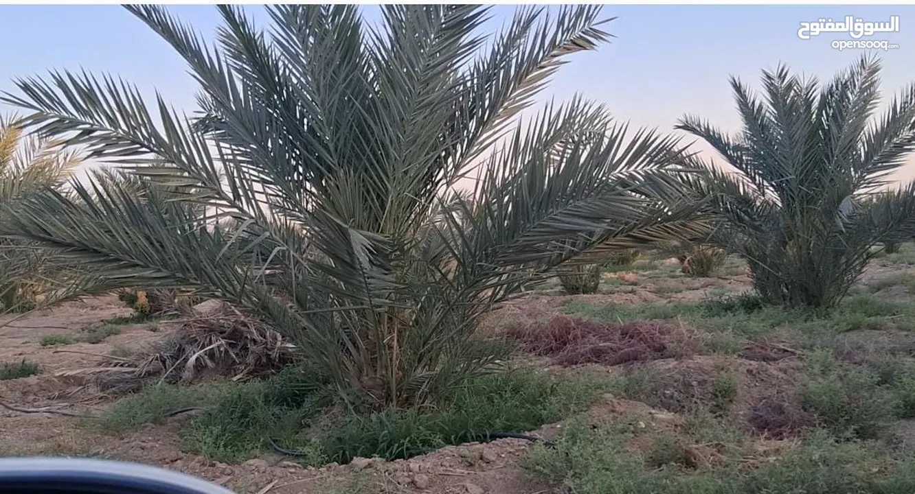 39دونم مزروعه بلح مجدول موق مميز جدا