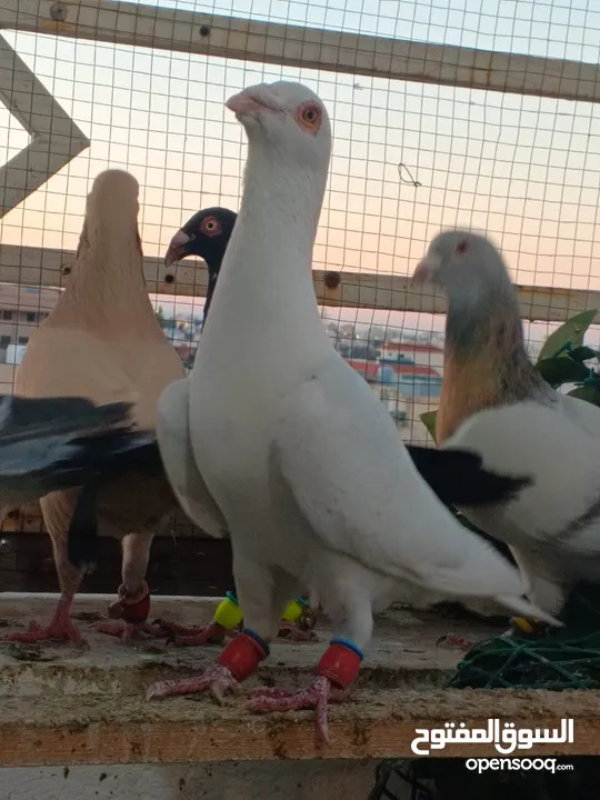 تشكيلة حمام مع جوز انجليزيات صفر نخب