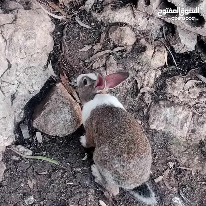 ارانب بلدي للبيع اقرا الوصف