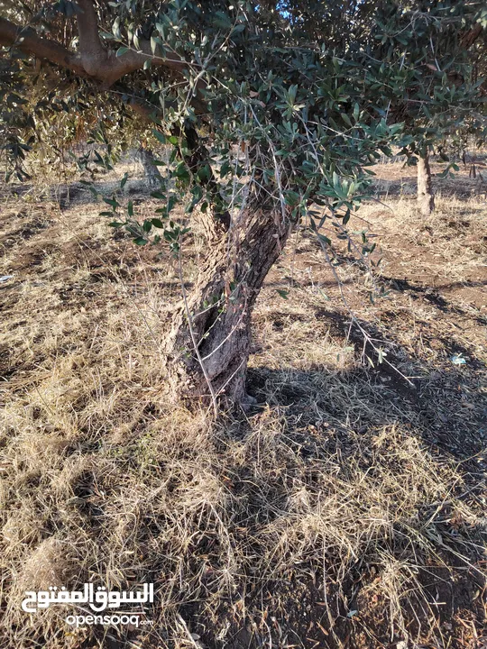 شجر زيتون عمر فوق 60 سنه للبيع ناعور