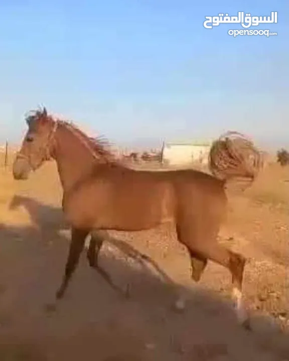 حصان عربي للبيع