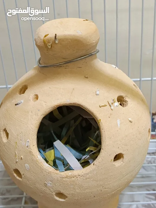 8 Beautiful and Healthy Zebra Finches with Large Spacious Cage Full Set for Sale :)