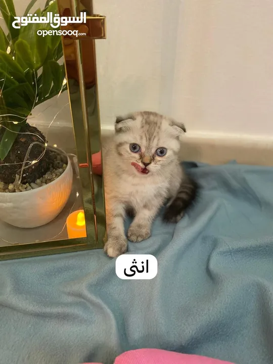 قطط سكوتش فولد & ستريت