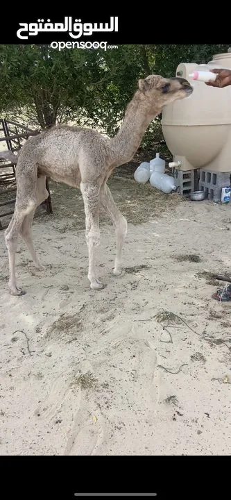 قعود ضيار .تربية