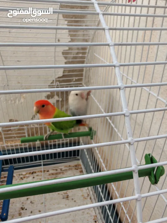 جوز روز اوبلاين