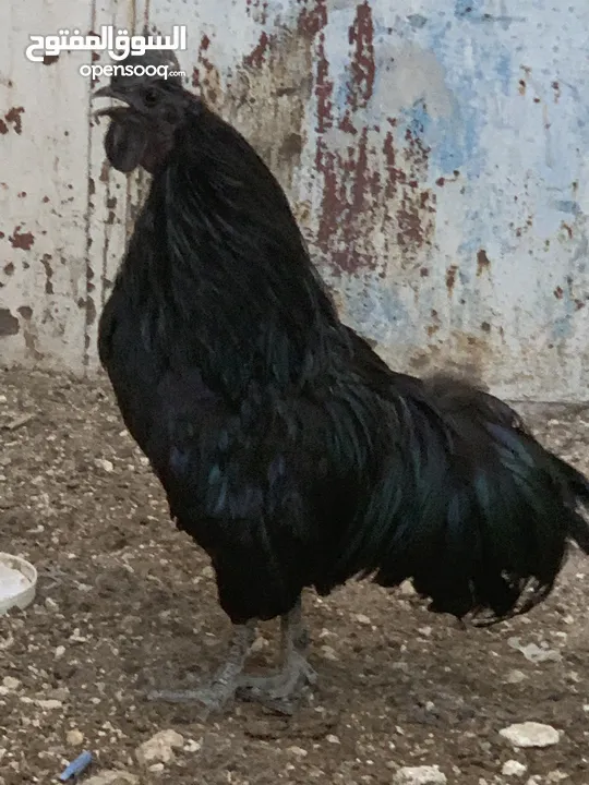 ديوك لمبرجيني و صيصان صحة و نظافة  بلدي للبيع