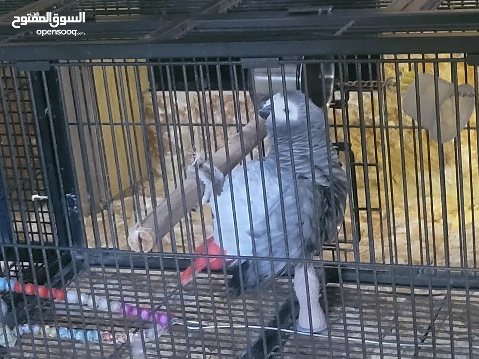 ببغاء كاسكو أليف متكلم بطلاقة