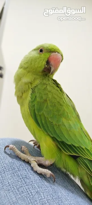 parrots 1 year age