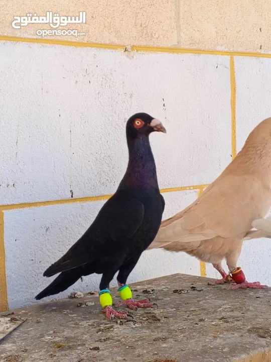 تشكيلة حمام مع جوز انجليزيات صفر نخب