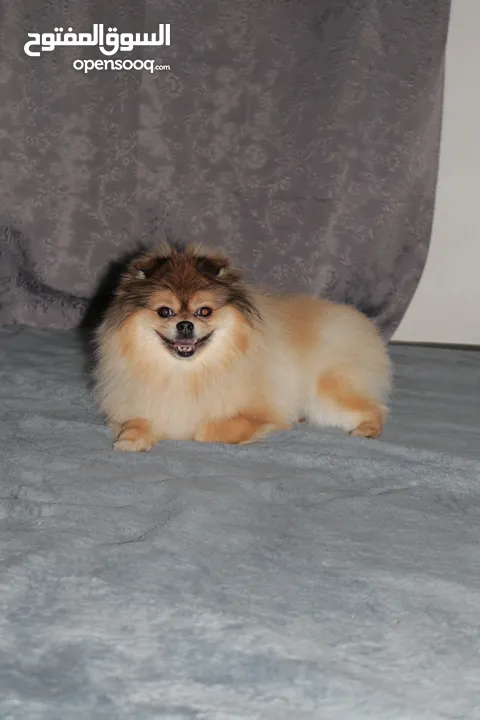 pure pomeranian 2y 7months old, male