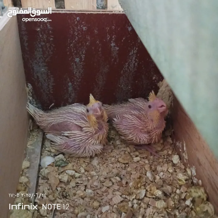 طيور كوكتيل فراخ للزق اليدوي