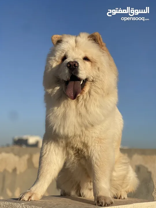 كلب تشاو تشاو