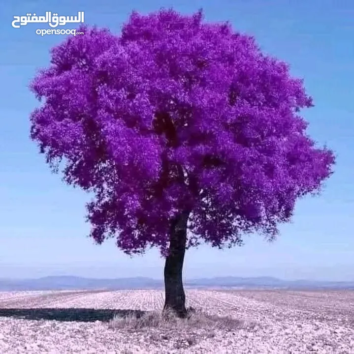 بيت للايجار عين الباشا
