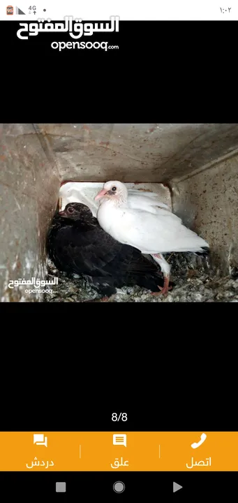 زغاليل طازجه مذبوبحه منظفه جاهزه للطبخ الجوز 2.50 من الآخر