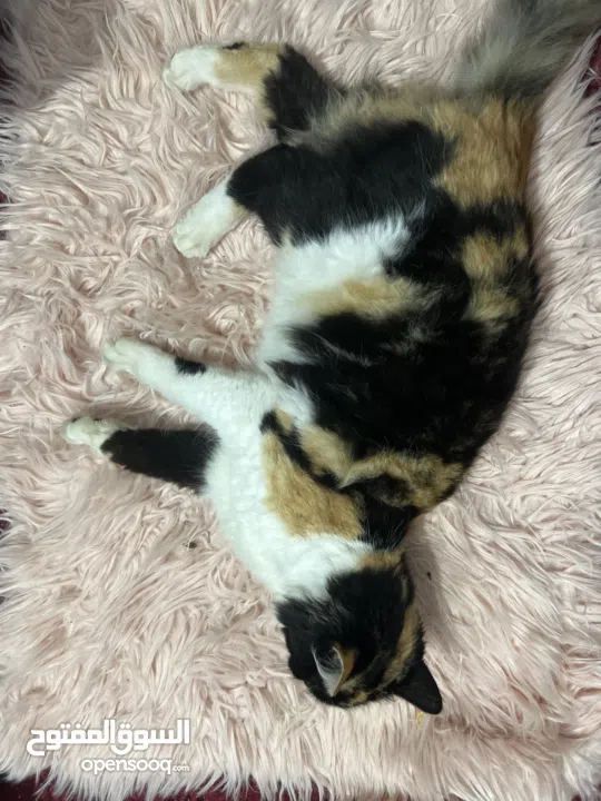 قط منزلي للبيع