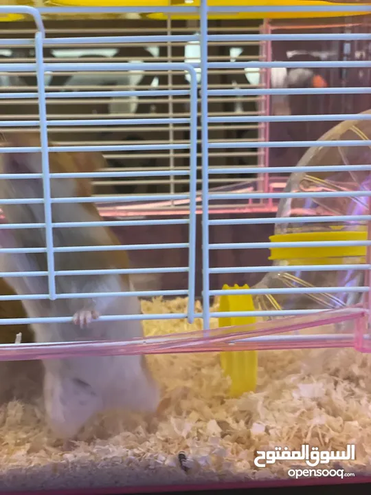 Hamster with cage