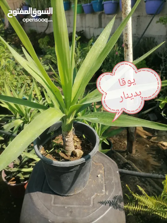اشتال للبيع يتوفر اشتال منوعه وجميله