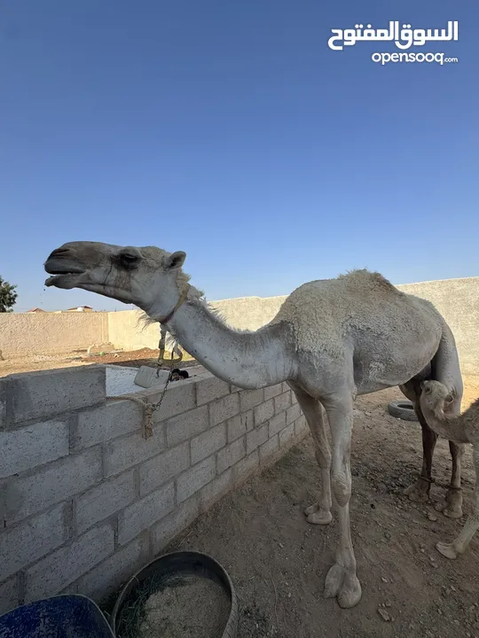 ناقه ام ثالث للبيع
