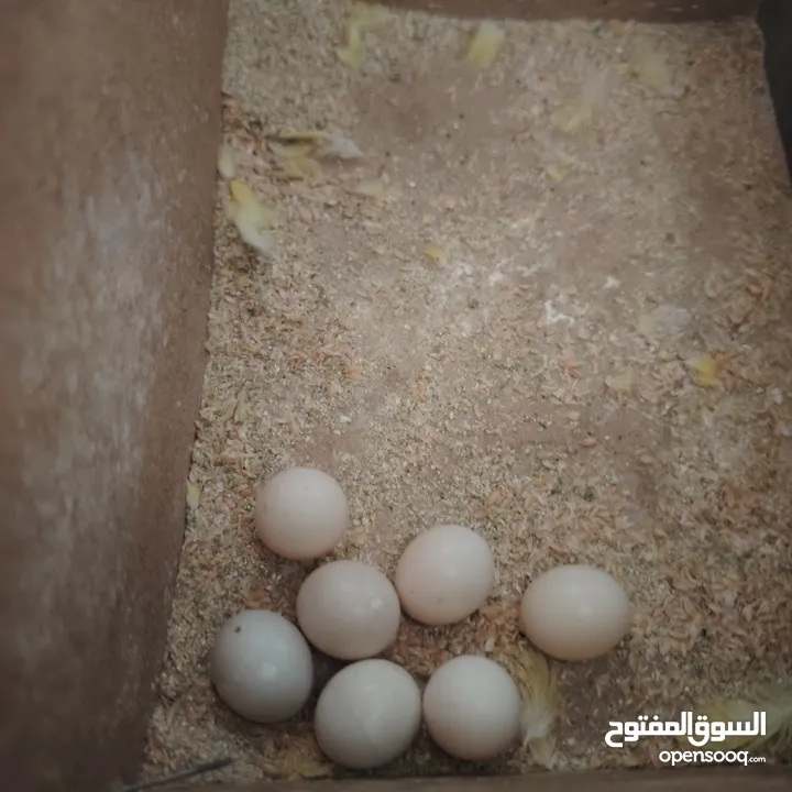 طيور حب عصافير حب