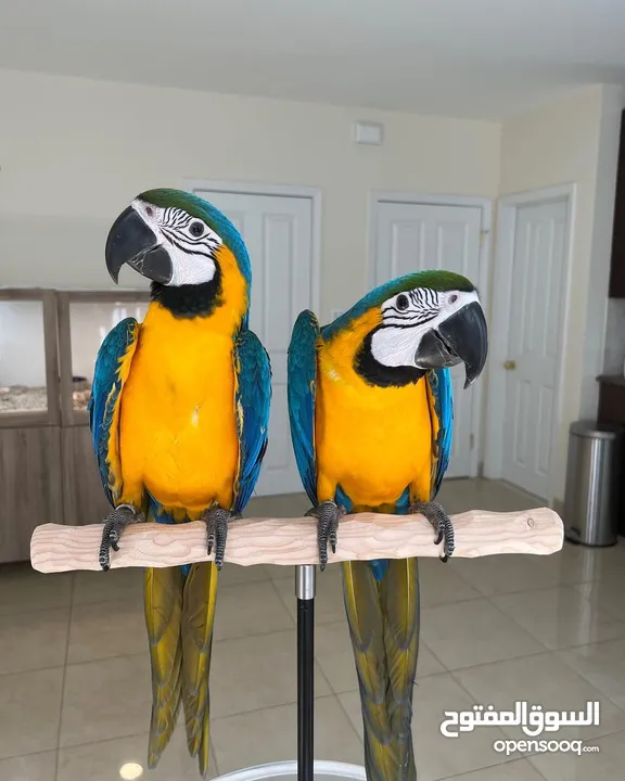 Pair of Blue and Gold Macaw Parrots For Sale