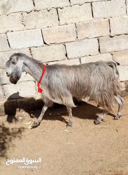 عقائق ذبائح نذر بلدي لحم و سن نظيف للبيع