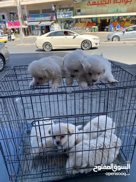 كلاب للبيع