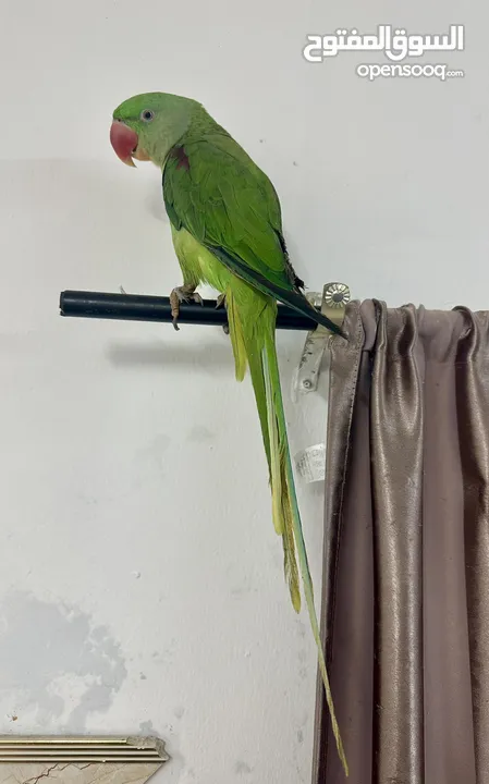 Nepali parrot for sale